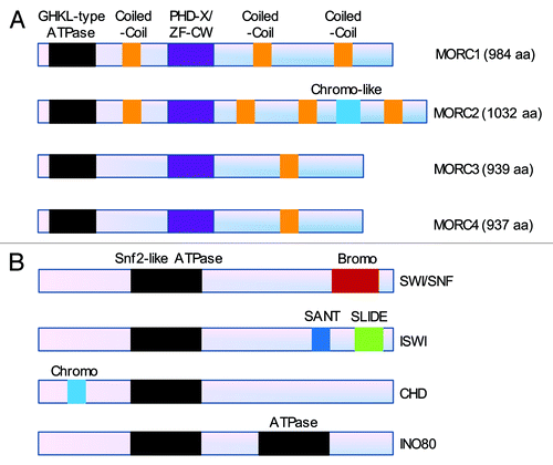 Figure 1. Comparison of the domain architecture between the MORC family (A) and the well-characterized four classes of chromatin remodeling complexes (B). (A) Members of the MORC family contain a conserved GHKL-type ATPase domain at their N-terminus, a PHD-X/ZF-CW domain in their midst and varied coiled-coil domains. In addition, MORC2 protein contains a chromo-like domain at its carboxy-terminus. (B) The ATPase subunits of the four classes of chromatin remodeling complexes including SWI/SNF (SWItch/sucrose non-fermentable), ISWI (imitation switch), CHD (chromodomain, helicase, DNA binding) and INO80 (inositol requiring 80) contain a common Snf2-like ATPase domain and other functional domains as indicated.Citation29,Citation30