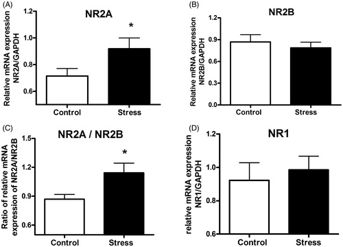 Figure 3. Hippocampal expression of mRNAs for N-methyl-d-aspartate receptor (NMDAR) subunits in stressed mice. In the stressed group, relative to controls: (A) mRNA expression of the NR2A subunit of the NMDAR was significantly greater; (B) mRNA expression of NR2B was not altered; (C) the ratio of mRNAs for NR2A/NR2B was significantly increased; (D) mRNA expression of the NR1 subunit of NMDAR was not altered; *p < 0.05 versus control; unpaired t test. Control group, n = 9; stress group, n = 12. Data are means ± the standard error of the mean (SEM).