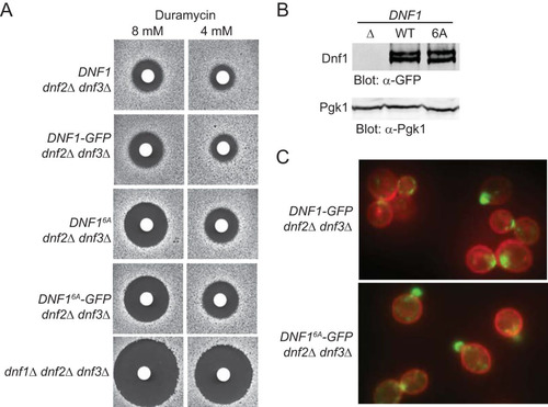 FIG 1 Absence of Fpk1 phosphorylation impairs PtdEth flipping by Dnf1. (A) Strains GFY1770 (DNF1 dnf2Δ dnf3Δ), GFY1773 (DNF1-GFP dnf2Δ dnf3Δ), GFY1772 (DNF1 6A dnf2Δ dnf3Δ), GFY1775 (DNF1 6A -GFP dnf2Δ dnf3Δ), and GFY1728 (dnf1Δ dnf2Δ dnf3Δ) were plated as a lawn on yeast extract-peptone-dextrose (YPD) plates, and 10 μl of stock solution of duramycin (either 8 mM or 4 mM) was spotted onto sterile filter paper disks which were immediately placed onto the lawn. Plates were scanned after incubation at 30°C for 2 days. (B) Extracts from GFY1728, GFY1773, and GFY1775 cells were resolved by SDS-PAGE and analyzed by immunoblotting with anti-GFP antibodies. (C) The same cells as in panel B, costained with CellMask Orange to highlight the plasma membrane, were viewed by fluorescence microscopy as described in Materials and Methods.