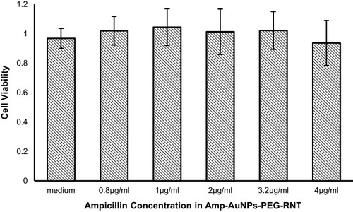 Figure 6 HDF cell viability after 1-day exposure to Amp-AuNPs-PEG-RNT with total ampicillin concentrations varying from 0 to 4 µg/mL. Values are mean±SD, N=3.Abbreviations: RNT, rosette nanotube; PEG, polyethylene glycol; AuNPs, gold nanoparticles; HDF, human dermal fibroblasts.
