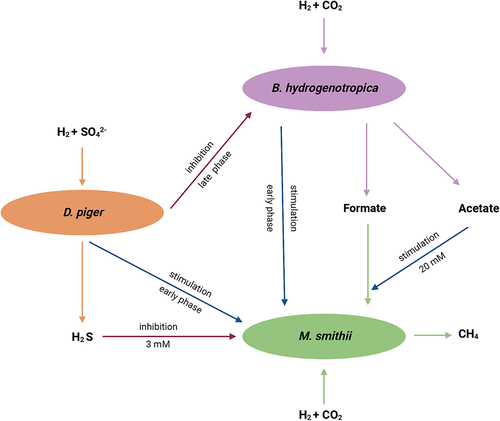 Figure 4. Summary of the interactions between B. hydrogenotrophica, D. piger and M. smithii under hydrogenotrophic conditions.