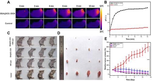 Figure 5 Evaluation of in vivo antitumor efficiency. (A) Infrared thermographic images of the HeLa cell tumor-bearing mice after NIR irradiation (808 nm, 0.4 W/cm2, 10 min). (B) The corresponding temperature elevation curves for Figure 5A; (C) Tumor-bearing nude mice with dashed circles in the bright field images after various treatments and (D) Images of treated mice and their corresponding tumors excised at the 14th day.; (E) Variation of relative tumor volumes in vivo 2 weeks after various treatments; Data were displayed as the mean ± SD (n =4, ***p < 0.001 between two groups).