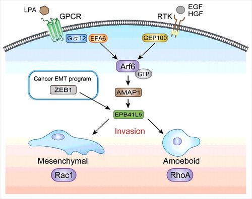 Figure 2. Requirement of the Arf6-based mesenchymal pathway in both mesenchymal-type and amoeboid-type cancer invasion. Several receptor tyrosine kinases (RTKs), including those for epidermal growth factor (EGF) and hepatocyte growth factor (HGF), as well as G-protein-coupled receptors (GPCRs) for lysophosphatidic acid (LPA), are known to activate RhoA and Rac1 to promote cancer invasiveness; in which RhoA is preferentially required for amoeboid-type invasion, whereas Rac1 is required for mesenchymal-type invasion. We show that the Arf6-AMAP1-EPB41L5 pathway, activated either by EGF or by LPA, is essential for both mesenchymal-type and amoeboid-type invasion. EPB41L5 is a mesenchymal-specific protein primarily induced by ZEB1 in breast cancer. ZEB1, as well as EPB41L5, are also necessary for both mesenchymal-type and amoeboid-type invasion. We propose that, for cancer therapeutics, blocking Arf6, such as by inhibition of the mevalonate pathway, might be more effective than blocking RhoA or Rac1. It should be noted that blocking Arf6 may also effectively decrease the drug resistance of cancer cells, if cells overexpress the Arf6-based pathway (see text).