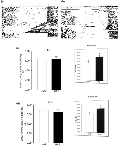 Figure 3. Circadian wheel-running activity bouts in HAB and NAB mice under chronic fluoxetine treatment. Sample actograms illustrating circadian wheel-running activity in chronically-fluoxetine treated (a) NAB and (b) HAB mice. NAB and HAB mice show comparable numbers of daily wheel-running activity bouts under (c) light-entrained (LD) and (d) free-running conditions (DD) (n= 8–16 per group). Inserts (reprinted with permission from Annals of Medicine) represent previously obtained results in untreated HAB and NAB mice (Citation23). n.s. (not significant) p > 0.05. All data are displayed as mean ± SEM.