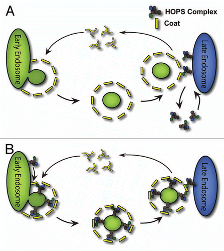 Figure 2 Models of HOPS complex localization to early and late endosome/lysosome compartments. (A) HOPS complex localization to late endosome/lysosomes is specified by the properties of the late endosome/lysosomal membrane. HOPS complexes cycle on and off of the late endosome/lysosomal membrane. Interactions between coat and HOPS occur at the fusion stage where an incoming coated vesicle encounters the acceptor membrane that already contains the HOPS tether. (B) In a second model of HOPS complex localization, the HOPS complex is incorporated into newly forming vesicles at the donor endosome by interactions with, but not restricted to, the coat. A coated vesicle delivers the HOPS complex to a late endosome/lysosomal compartment. Coats confer information to vesicles for specific fusion with target organelles by inclusion of tethers and at the vesicle formation stage in this second model of HOPS localization.