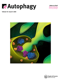 Cover image for Autophagy, Volume 16, Issue 8, 2020