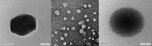 Figure 7. Transmission electron microscope photographs of the ONF.