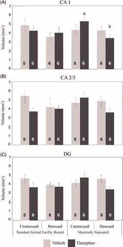 Figure 4. Effect of tianeptine on the volumes of hippocampal regions in rats exposed to early maternal separation and chronic variable stress in adulthood. (A). CA1, (B) CA2/CA3, (C) dentate gyrus (DG). Values are mean ± SEM of standard animal facility rearing (AFR) and maternally separated (MS) rats submitted to chronic stress or unstressed under tianeptine (dark gray bars) or vehicle (light gray bars) treatment. The number of rats for each treatment is included inside each bar. ANOVA revealed a significant maternal separation × chronic stress × drug interaction. Different letters indicate significant differences between groups (p ≤ .05), Tukey’s post hoc test.