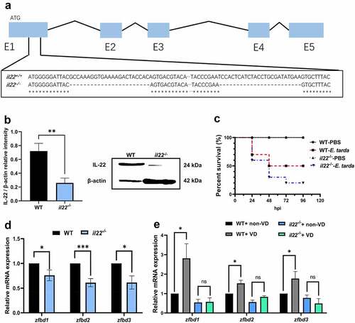 Figure 2. IL-22 mediated VD-induced β-defensin expression in zebrafish intestine. (a) The deletion site by CRISPR/Cas9 on the il22 gene exon (E)1 (exons are in blue boxes) was displayed. (b) The protein level of IL-22 in the intestine of WT and il22-/- zebrafish was compared (n = 6/group). The image is representative of 6 replicates. (c) Zebrafish at 3 mpf were i.p. injected with 107 CFU E. tarda or PBS, and the survival rate was recorded until 96 hours-post infection (n = 10/group). (d) The gene expression of zfbd1, zfbd2 and zfbd3 in zebrafish intestine was measured. (e) After WT and il22 mutant zebrafish at 2 mpf were fed with 0 or 800 IU/kg dietary VD3 for 4 weeks, the transcript levels of zfbd1, zfbd2 and zfbd3 in zebrafish intestine were evaluated (n = 6–8/group). *p < 0.05, ***p < 0.001, ns: non-significance. See also Figures S2.