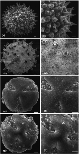 Figure 4. SEM micrographs showing whole and enlarged pollen: (a, b) I. clarkei; (c, d) I. diversifolia; (e, f) O. tansaensis; (g, h) O. turpethum. Bars: 5 μm.
