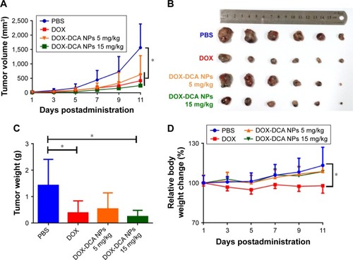 Figure 6 In vivo tumor inhibition study in B16F10 tumor-bearing mice. (A) Tumor volume and (B) tumor image of C57/BL6 mice that received various drug formulations. (C) Tumor weight and (D) relative body weight change in different groups. Data are presented as the mean ± SD (n = 5, *p < 0.05).Abbreviations: PBS, phosphate-buffered saline; DOX, doxorubicin; DCA, dichloroacetate; NPs, nanoparticles.