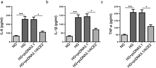 Figure 3. Addition of ACE2 inhibits the release of inflammatory factors in HG‑stimulated HMEC-1 cells.(a-c) ELISA showed the levels of inflammatory cytokines IL-6, IL-1β and TNF-a in HMEC-1 cells treated with NG, HG, HG+pcDNA3.1 and HG+pcDNA3.1/ACE2.*P < 0.05; **P < 0.01.