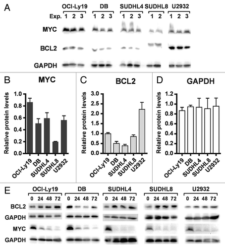 Figure 4. Sensitivity or resistance to PXD101 is not correlated with expression of MYC or BCL2. (A–C) Whole cell extracts were generated from the cell lines shown in 2–3 independent experiments. Equal amounts of protein were separated by SDS-PAGE and subjected to western transfer and immunoblotting with c-myc, BCL2, or GAPDH antibodies. All of the samples shown were run on the same SDS-PAGE gel and blotted simultaneously to accurately measure relative levels of each protein. The results of analysis are shown graphically for c-myc (B) and BCL2 (C). Levels of each protein are expressed relative to those in Exp. One of OCI-Ly19 cells. (D) Cells were treated with PXD101 for the times shown. Whole cell extracts were generated and equal amounts of protein were separated by SDS-PAGE, and subjected to Western transfer and immunoblotting with MYC, BCL2, or GAPDH antibodies. BCL2 shown for SUDHL8 correspond to the species with altered mobility as shown in (A). The results shown are representative of three independent experiments.