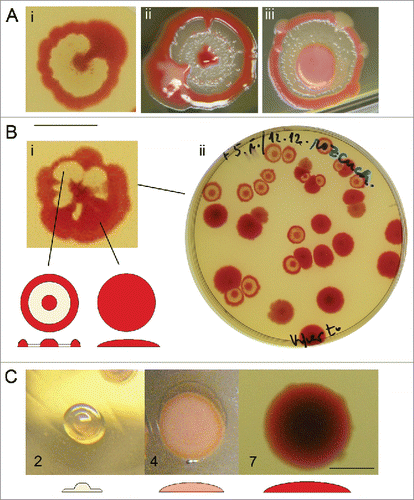 Figure 3. Sectored colonies. (A) Sectors may originate from the center (i), interstitial ring (ii), or from the rim of the colony (iii) (day 7). (B) Sectored colony (i) and its progeny: biomass from the F part of sectored colony gives a typical F pattern; colony biomass from the sector forms smooth convex, uniformly pigmented colony; mixed material from the whole colony (ii) gives convex colonies, or typical F colonies (9 cm Petri dish displayed, day 7). (C) Morphogenesis of rdf variant obtained from progeny of smooth red sector of F colony. Development in days 2, 4, and 7, with schemes of profiles. At the beginning, the morphogenesis proceeds similar to F, afterwards it strives toward smooth convex and uniformly pigmented colonies. Bar = 1 cm.