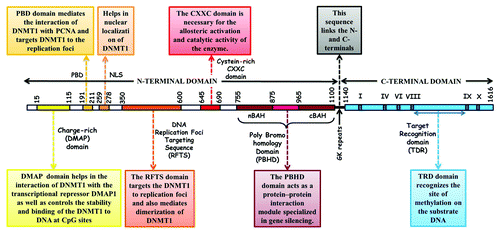 Figure 1. The schematic diagram of the different structural domains of DNMT1 and their functions. The N-terminal domain contains (1) a charge-rich DMAP domain which helps in interaction with the transcriptional repressor DMAP1 as well as controls the stability and binding of DNMT1 to DNA at CpG sites, (2) a PBD domain (Proliferating Cell Nuclear Antigen (PCNA) Binding Domain), which mediates the interaction of DNMT1 with PCNA and targets DNMT1 to the replication foci, (3) at least three independent functional NLS (Nuclear Localization Signal) sequences, (4) a RFTS [Replication Foci Targeting Sequence,also called TS (Targeting Sequence)] domain that targets the DNMT1 to replication foci and also mediates dimerization of DNMT1, (5) a zinc domain, also called as CXXC domain which is necessary for the catalytic activity of the enzyme and (6) a PBHD domain (Polybromo Homology Domain) containing two adjacent BAH sequence [BAH1 and BAH2 (Bromo-adjacent homology 1 and 2)]. The PBHD domain has been proposed to act as a protein–protein interaction module specialized in gene silencing. The C-terminal catalytic domain of DNMT1 contains ten characteristic sequence motifs (i.e., conserved motifs I–X), and the spacing sequences between VIII and IX motif is referred to as TRD. The coordination between N-terminal and C-terminal domains is essential for efficient catalytic activity as well as for its interactions with other protein regulators.