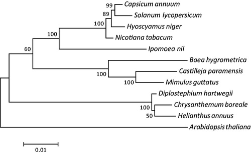 Figure 1. Maximum-likelihood phylogenetic tree based on the concatenated amino acid sequences of 20 protein-coding genes in 12 plant mitogenomes. Arabidopsis thaliana was used as an outgroup. Numbers at the nodes indicate bootstrap values for 1000 replicates. All the mitogenome sequences are available in GenBank: Chrysanthemum boreale (MH004292), A. thaliana (Y08501), Boea hygrometrica (NC_016741), Capsicum annuum (KJ865410), Castilleja paramensis (NC_031806), Diplostephium hartwegii (NC_034354), Helianthus annuus (NC_023337), Hyoscyamus niger (NC_026515), Ipomoea nil (NC_031158), Mimulus guttatus (NC_018041), Nicotiana tabacum (NC_006581), and Solanum lycopersicum (NC_035963).
