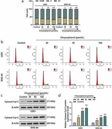 Figure 2. Chrysophanol induced cell cycle arrest and increased Cytosol Cyt C expression in glioma cells. (a) Cell cycle of U251 and SHG-44 cells was tested by flow cytometry after treatment with different concentration of chrysophanol. (b) Representative images of cell cycle in U251 and SHG-44 cells using flow cytometry after treatment with different concentration of chrysophanol. (c) Representative images of Cytosol Cyt C protein bands through western blot after treatment with different concentration of chrysophanol. β-actin was used as a loading control. (d) Cytosol Cyt C protein expression levels of U251 and SHG-44 cells were detected by western blot after treatment with different concentration of chrysophanol. β-actin was used as a loading control. *p < 0.05, **p < 0.01, *** p < 0.001 vs. Control group. All experiments were repeated independently at least three times. Data were expressed as the means ± standard deviation