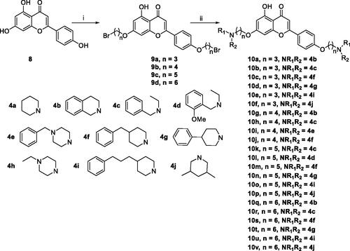 Scheme 3. Synthesis of 7,4’-O-modified apigenin derivatives 10a–10v. Reagents and conditions: (i) Br(CH2)nBr (2a–2d), K2CO3, CH3CN, 65 °C, 10–15 h; (ii) R1R2NH (4a–4j), K2CO3, CH3CN, 65 °C 8–12 h.