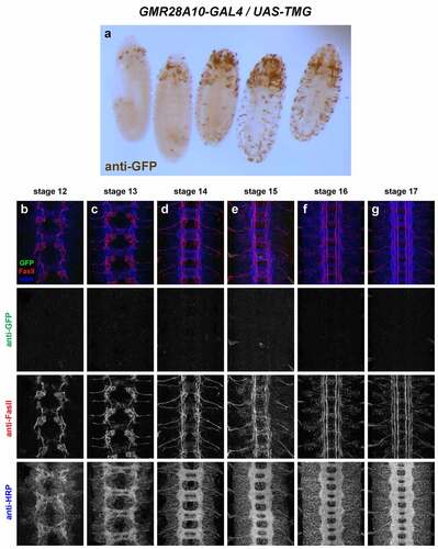 Figure 19. GMR28A10 exhibits little or no expression in the embryonic ventral nerve cord.