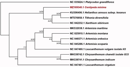 Figure 1. Phylogram inferred from the complete chloroplast genome sequences.
