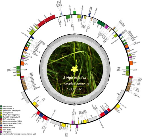 Figure 2. Chloroplast genome map of Striga asiatica. Different colors are used to highlight distinct gene functional groups. Indication for SSC, LSC and IR region are present. The center is a field photo of S. asiatica.