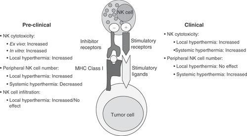 Figure 1. Summary of preclinical and clinical studies that have investigated NK cell responses to hyperthermia. NK cells can be activated through a series of activating and inhibitory receptors, and the balance of these signals decides the fate of NK cell cytotoxic activity. The reported effects of hyperthermia on NK cell cytotoxicity, distribution in the periphery and cell number and infiltration into tumor beds are summarized in this schematic.
