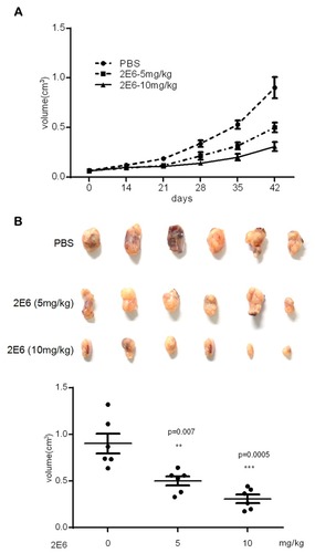 Figure 7 The inhibitory effect of 2E6 on HepG2 tumor xenograft growth.