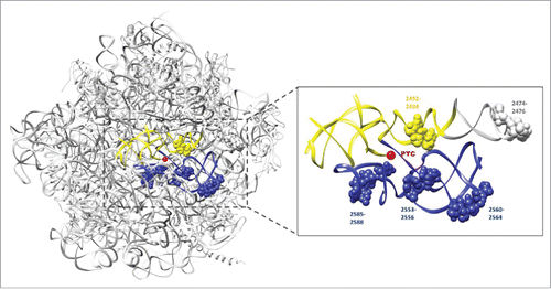 FIGURE 1. The sites of major importance for PFAR activity are included within the PTC region. The ribosomal large subunit is shown in light gray (Protein Data Bank code 4V6F). The yellow and blue helices indicate the 2 helices part of the symmetrical region forming the PTC cavity. The nucleotides involved in PFAR activity are numbered and represented as spheres (Thermus thermophilus numbering). The core of the PTC is indicated by a red sphere (Adapted from ref. Citation9). Yeast nucleotide U2892Citation6 corresponds to position 2492.