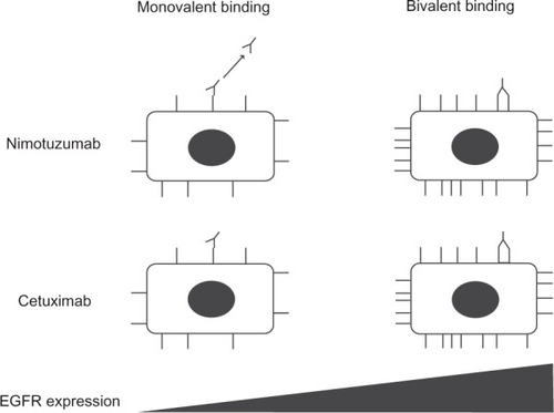 Figure 1 Schematic representation of the binding properties of nimotuzumab and cetuximab as a function of EGFR density. For cells with a low EGFR density, such as skin cells, both mAbs rely on one arm to bind to the EGFR epitope (monovalent binding) and to exert their effects. The level of EGFR blockade achieved is determined by the specific binding affinity of each mAb, which is lower for nimotuzumab than for cetuximab. For cells with a high EGFR density, such as certain tumor cells, the mAbs bind via both arms (bivalent binding). Bivalent binding results in the formation of a more stable interaction given that it is dictated by the avidity of binding rather than binding affinity.