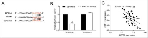 MiR-144 directly targeted at CEP55. (A) Bioinformatics method was utilized to predict the potential target of miR-144. The results showed that CEP55 wild-type's binding site matched with miR-144, suggesting that CEP55 wild-type rather than mutated-type was the target of miR-144. (B) Dual-luciferase reporter assay proved that the overexpression of miR-144 significantly down-regulated the expression of CEP55 wild-type. *P < 0.05, compared with scramble group. The expressions of CEP55 mutated-type had no difference in cells of scramble group and miR-144 mimics group. (C) CEP55 was negatively correlated with miR-144.