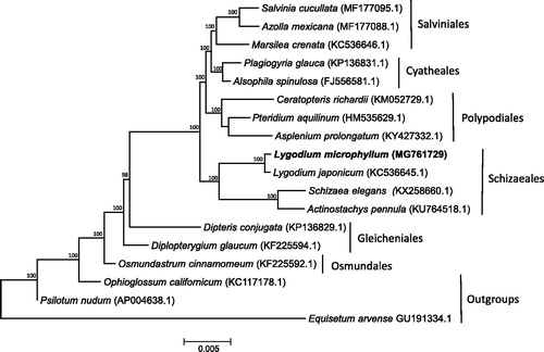 Figure 1. Bayesian maximum clade consensus phylogeny of Leptosporangiate chloroplast genomes. Posterior probabilities are noted above each note.