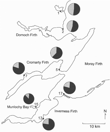 Figure 3. The percentage of adult male (black) and female (grey) Bar-tailed Godwits at different localities within the Moray Firth.