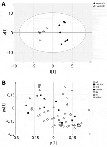 Figure 2. Score scatter (A) and loading scatter (B) plots of 64 metabolites detected by UHPLC-MS in HepG2 control (CTL; n = 7) vs. macroH2A1 knockdown (KD; n = 7) cells. Both plots were generated using the supervised orthogonal partial least-squares to latent (OPLS) multivariate model [Citation25]. t[Citation1] in (A) and p[Citation1] in (B) indicate first principle component scores; t0[Citation1] in (A) and p0[Citation1] in (B), indicate second principle component scores.