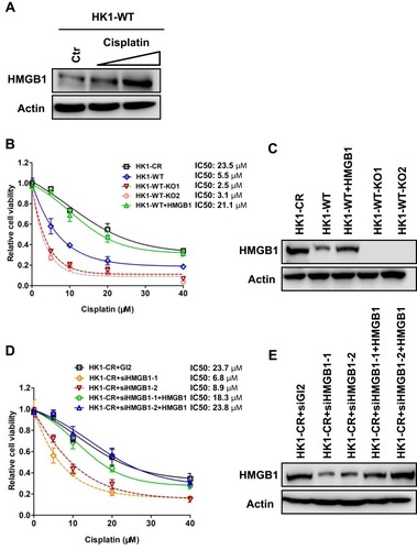 Figure 4 HMGB1 deficiency sensitizes NPC cells to cisplatin. (A) Western blotting of HMGB1 expression in HK1-WT cells treated with cisplatin. Concentrations of cisplatin, 0 µM, 5 µM, and 10 µM. (B) Cell survival of HK1-WT, HMGB1-knockout HK1-WT (HK1-WT-KO1 and HK1-WT-KO2), HMGB1 overexpressed HK1-WT (HK1-WT+HMGB1), and HK1-CR cells treated with cisplatin. Cisplatin concentrations are 0 µM, 5 µM, 10 µM, 20 µM, and 40 µM. Each result represents 3 independent experiments. Data are represented as mean ± SD. (C) Western blotting of HMGB1 expression in cells examined in (B). (D) Cell survival of control (HK1-CR+siGL2), HMGB1-knockdown HK1-CR (HK1-CR+siHMGB1-1 and HK1-CR+siHMGB1-2), HMGB1 overexpressed HK1-CR+siHMGB1-1, and HK1-CR+siHMGB1-2 cells treated with cisplatin. Cisplatin concentrations are 0 µM, 5 µM, 10 µM, 20 µM, and 40 µM. Each result represents 3 independent experiments. Data are represented as mean ± SD. (E) Western blotting of HMGB1 expression in cells examined in (D).