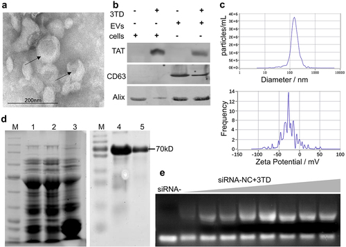 Figure 2. Preparation of EVs and construction of the 3TD-siRNA complex. (a) TEM image of WPMY-1 EVs collected by ultrafiltration. (b) Protein isolated from the engineered EVs or the EV producing WPMY-1 cells were detected by Western blotting using antibodies against the various proteins shown. Cells and EVs were treated with 3TD protein respectively. (c) Particle size and Zeta potential distribution of WPMY-1 EVs as determined by NTA and DLS. (d) SDS–PAGE and Western blotting analysis of purified 3TD protein. Lane M: standard molecular weight markers of protein; Lane 1: whole bacteria of E. coli Rosetta-gami transformed with pET-44b-3TD after boiled lysis; Lane 2 and 3: supernatant and precipitate of bacteria above after ultrasonic lysis. Lane 4: 3TD protein in ultrasound supernatant corresponding to Lane 2 with anti-TAT antibody; Lane 5: purified 3TD protein using Ni-NTA affinity chromatography column with anti-TAT antibody. (e) EMSA analysis of the interaction between 3TD fusion protein and siRNAs. 10 μL siRNA (1/32 μM) pre-incubated with serial 2-fold diluted 3TD protein. Untreated siRNA was used as mock control and Bovine Serum Albumin (BSA) as a negative control.