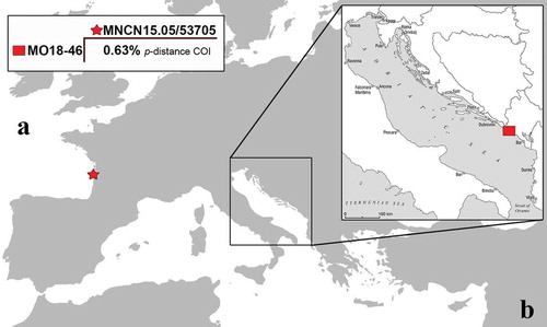 Figure 1. Map showing the sampling localities. The red star highlights the type locality of Pruvotfolia pselliotes from where the GenBank specimen was collected, while the red square indicates the sampling locality of the Mediterranean specimen here studied. In the upper left box is reported the COI divergence (p-distance) between the two compared specimens.