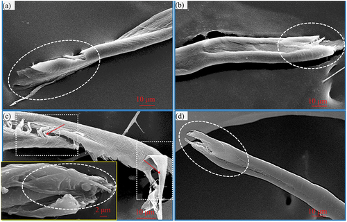Figure 6. Fracture morphologies of machine-harvested cotton fibers in different environments. (a) N-HMR sample fracture interface morphology, (b) N-LMR fracture interface morphology, (c) −20°C L-HMR sample fracture interface morphology, (d) −20°C L-LMR sample fracture interface morphology.