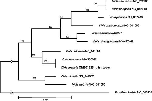 Figure 1. A maximum-likelihood tree using 11 selected chloroplast genomes from Viola and an outgroup (Passifloraceae). Numbers above the node indicate bootstrap values.