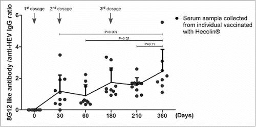 Figure 3. Affinity maturation of 8G12-like antibody during Hecolin® vaccination. The ratio of 8G12-like antibody titer and anti-HEV IgG titer collected from subjects vaccinated with Hecolin® (shown in Fig. 2 A and B) were plotted against vaccination time. Titer ratio of each individual were shown in black dots; the overall dynamic pattern of antibody titers ratio (mean ratio) along with vaccination time were shown with connecting lines, and mean ratio was indicated by connecting point. SD was indicated by error bar. Three vaccine administration time points were indicated with arrow Heads. P value from Student's test was shown.