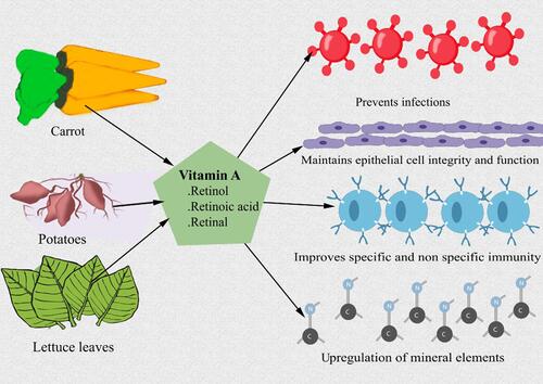 Figure 2 Role of vitamin A in COVID-19.