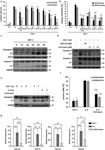 Figure 1. Emricasan is a strong inhibitor of CSF-1-induced monocyte differentiation and IL-4-mediated MDMs polarization. (a-d) Human blood monocytes were exposed for the indicated time to 50 ng/mL CSF-1 alone or in combination with the indicated concentrations (µM) of Emricasan or Q-VD-OPh (qVD) which were added 60 min before CSF-1 treatment. Q-VD-OPh was added again 24 hours after CSF-1 stimulation. (a) Macrophagic differentiation of monocytes from 3 different healthy donors was examined by 3-color flow cytometric analysis. The results are expressed as percentage of CD71/CD163 or CD16/CD163 double positive cells and represent the mean ± SD of 3 independent experiments. n.s. denotes not statistically significant according to a two-way ANOVA test (versus d2). *P < .05, **P < .01, ****P < .0001. (b) Caspase-8 and −3 were quantified by flow cytometry analysis using FITC-IETD-fmk and FITC-DEVD-fmk respectively. The results are expressed as percentage of IETD or DEVD positive cells and represent the mean ± SD of 3 independent experiments. n.s. denotes not statistically significant according to a two-way ANOVA test (versus d2). *P < .05, ****P < .0001. (c-d) Immunoblot analysis of indicated proteins. Actin and HSP60 were detected as the loading control. Asterisks indicate cleavage fragments. Each panel is representative of at least 3 independent experiments. (e-g) Human monocytes were differentiated during 5 days with 50 ng/mL CSF-1 and then treated with CSF-1 or polarized with IL-4 for 48 hours. Emricasan (3 µM) was added 16 h before the polarization. (e) Immunoblot analysis of indicated proteins. Actin was detected as the loading control. Asterisks indicate cleavage fragments. Each panel is representative of at least 3 independent experiments. (f) Macrophage polarization from 3 different healthy donors was examined by 3-color flow cytometric analysis. ****P < .0001 according to a two-way ANOVA test (versus M2-macrophages). (g) The expression of the indicated mRNA is analyzed by qPCR (mean ±SEM of 6 independent experiments). *P < .05, **P < .01 according to a one-way ANOVA test