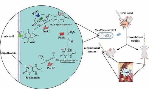 Figure 1. The schematic diagram of an engineered EcN strain for hyperuricemia therapy.EcN was engineered to degrade UA via the pathway in Bacillus subtilis. The ygfU gene was co-expressed to facilitate UA transport, VHb was used to improve oxygen utilization, and H2O2, a byproduct of UOX, was eliminated by KatG. The new method to induce hyperuricemia in mice was established by intravenously injecting high concentrated UA. The recombinant strain was used to treat the hyperuricemia mice by oral administration or intravenous injection. Both therapies decreased UA levels of the mice.