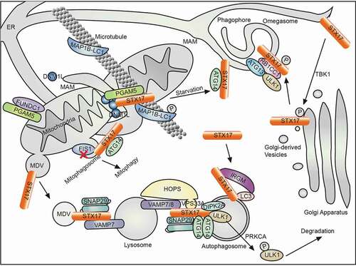 Figure 2. The diverse functions of STX17 in autophagy-related processes. Under normal conditions, STX17 recruits DNM1L at the mitochondria-ER-microtubule contact site to drive mitochondrial fission [Citation49]. Mitochondria-localized STX17 also controls mitochondria quality by MDV [Citation51], by PRKN-dependent mitophagy through regulation of the PGAM5-FUNDC1 interaction [Citation52], or by PRKN-independent mitophagy in the absence of FIS1 [Citation53]. Upon starvation, dephosphorylated MAP1B-LC1 releases STX17 from the microtubule [Citation55]. STX17 binds to ATG14 at MAM and initiates formation of the phagophore [Citation41]. Golgi apparatus-localized STX17, which is phosphorylated by TBK1, transfers to the phagophore assembly site to promote assembly of the RB1CC1-ATG13-ULK1 complex [Citation47]. On the completely closed autophagosome, STX17 is recruited from the cytosol by LC3 and IRGM [Citation31], followed by SNARE-mediated fusion with the help of various regulators, such as the HOPS complex (including VPS33A) [Citation23,Citation24], ATG14 [Citation26], DIPK2A [Citation67] and ULK1 [Citation48]. Upon ULK1 phosphorylation by PRKCA, ULK1 is degraded [Citation48]