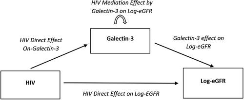 Figure 1. The analysis of HIV causal effect on estimated glomerular filtration rate (eGFR), mediated by Galectin-3.