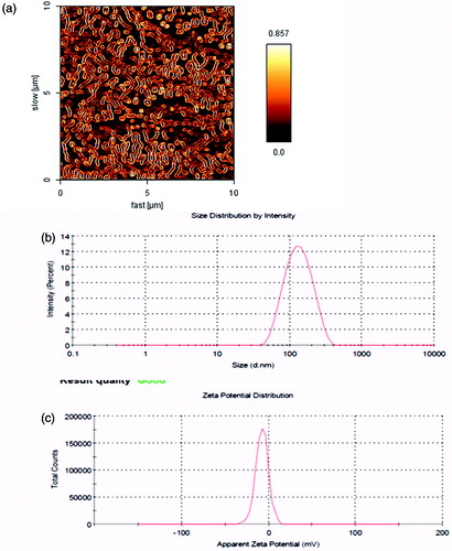 Figure 1. (a) AFM image of SF-loaded spherical core shell micelles; (b) particle size distribution; (c) zeta potential.