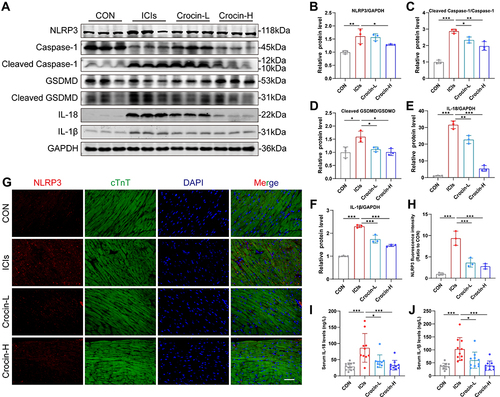 Figure 3 Effect of crocin on ICIs-related myocarditis in NLRP3 mediated pyroptosis. (A–F) Representative images and quantitative analysis of Western blotting analysis of pyroptosis-related proteins (NLRP3, GSDMD, Cleaved GSDMD, Caspase 1, Cleaved Caspase1, interleukin-1β (IL-1β) and IL-18. (G) Representative images of double-stained immunofluorescence of NLRP3 (red) and cardiac troponin T (cTnT) (green) in heart sections. The nuclei were stained with DAPI (blue). Scale bar = 100 μM. (H) Quantification of NLRP3 fluorescence intensity. (I and J) Serum levels of IL-1β, IL-18. The data were expressed as mean ± SD. *p < 0.05, **p < 0.01 and ***p< 0.001.