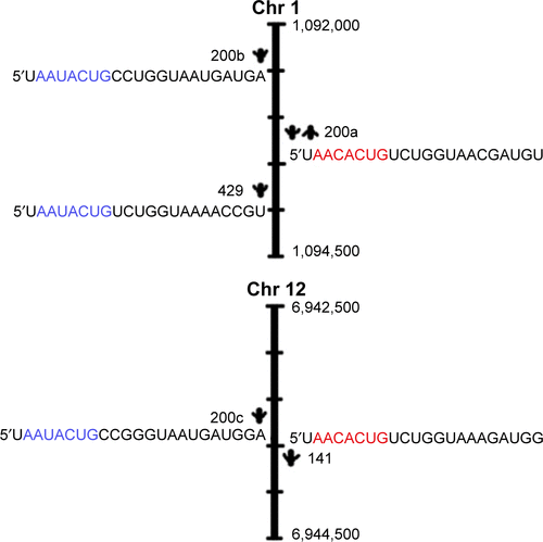 Figure S1 The miR-200 family contains five members: miR-200a, miR-200b, miR-200c, miR-141, and miR-429.