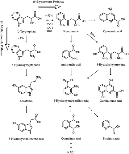 Figure 2. L-tryptophan metabolism: the methoxyindole and kynurenine pathways. A majority of tryptophan (TRP) is metabolized through the TRP-kynurenine (KYN) pathway, catalyzed by several key enzymes including indoleamine 2,3-dioxygenase (IDO) 1, IDO 2, tryptophan-2,3-dioxygenase (TDO), and kynurenine 3-monooxygenase (KMO) into several bioactive metabolites including kynurenine (KYN), kynurenic acid (KYNA), 3-hydroxykinurenine, anthranilic acid (ANA), xanthurenic acid (XA), 3-hydroxyanthuranilic acid, 5-hydroxyindoleacetic acid, xanthurenic acid (XA), and quinolinic acid. IDO 1, IDO 2, and KMO enzymes and KYN metabolites were shown to be involved in the pathogenesis of migraine