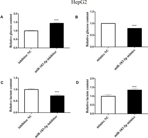 Figure 3 Effect of aerobic glycolysis in HepG2 cells after transfection with miR-183-5p inhibitor and mimics.