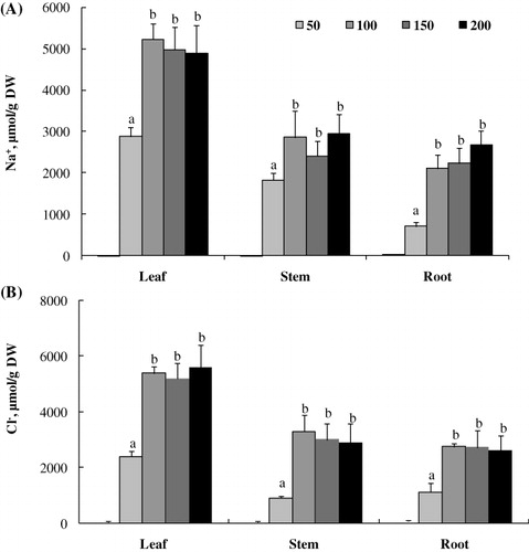 Figure 3. Na+ (A) and Cl− (B) contents of L. sativum exposed to NaCl treatment (50, 100, 150, and 200 mM). Data are means of 20 replicates ±SE. Means with similar letters are not different at P < 0.05 according to Duncan's multiple range test at 95%.